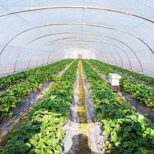 Garden Poly Tunnel Greenhouse Foldable Plants Metal Frame Protector Corrosion Resistant