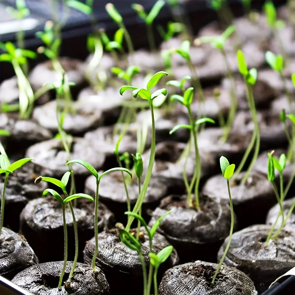 10PCS/20PCS/50PCS planting seedlings block plant starter pellets soil cubes compressed soil pellets media cubes starting pods pl