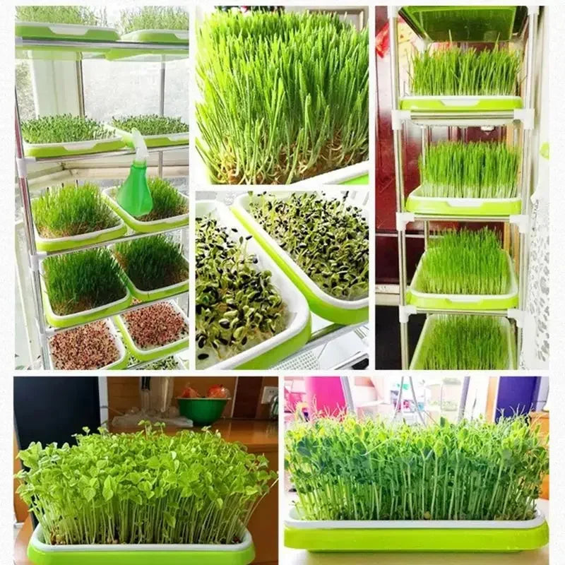 Seed Sprouting Tray "Double-layer, Soilless"