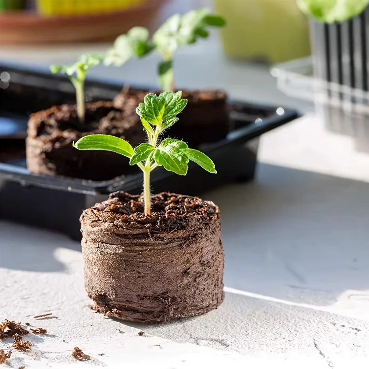 10PCS/20PCS/50PCS planting seedlings block plant starter pellets soil cubes compressed soil pellets media cubes starting pods pl