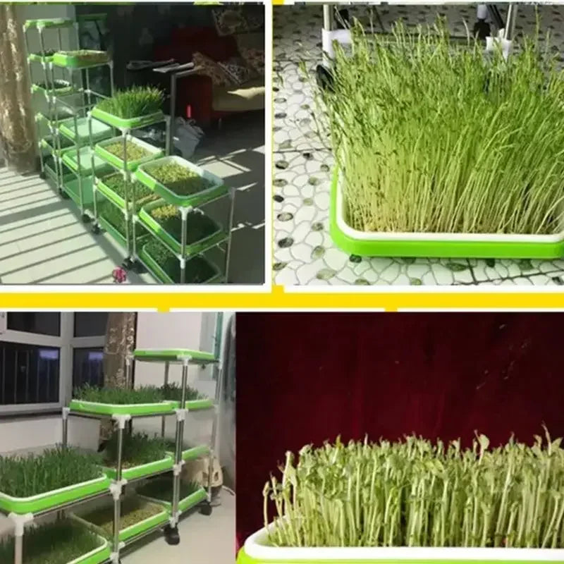 Seed Sprouting Tray "Double-layer, Soilless"